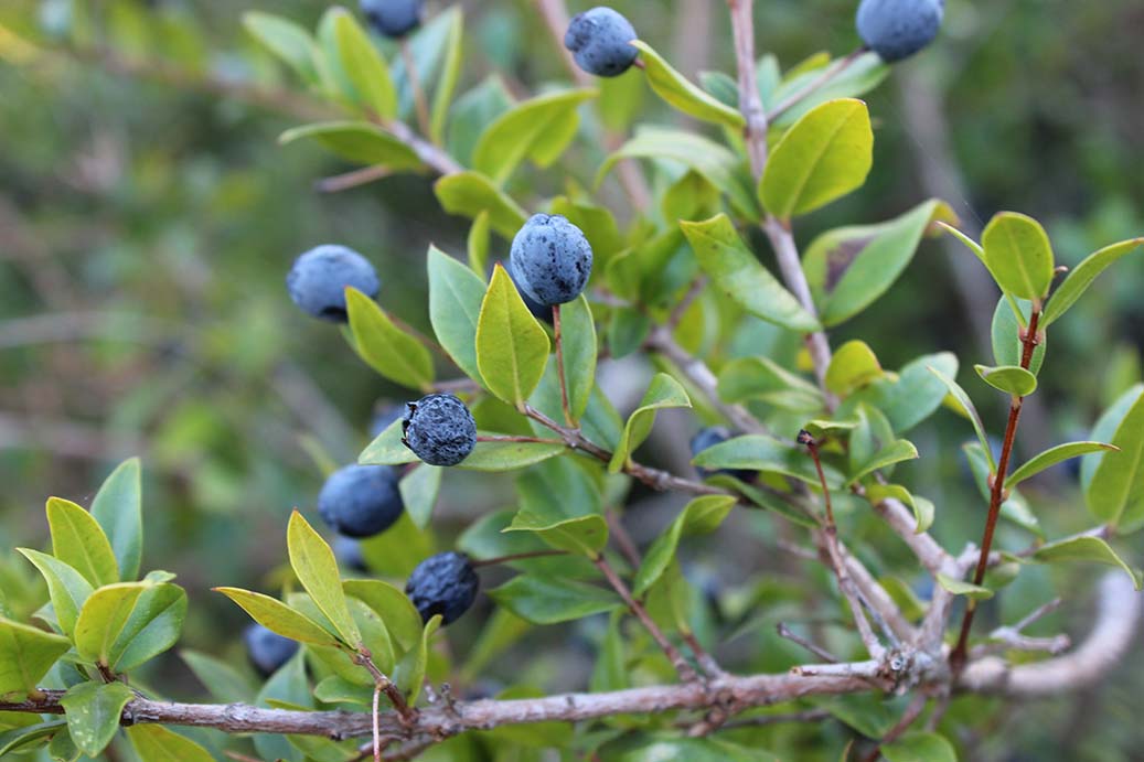 Tenuta Agricola Rio d’Astimini - Foto 10
