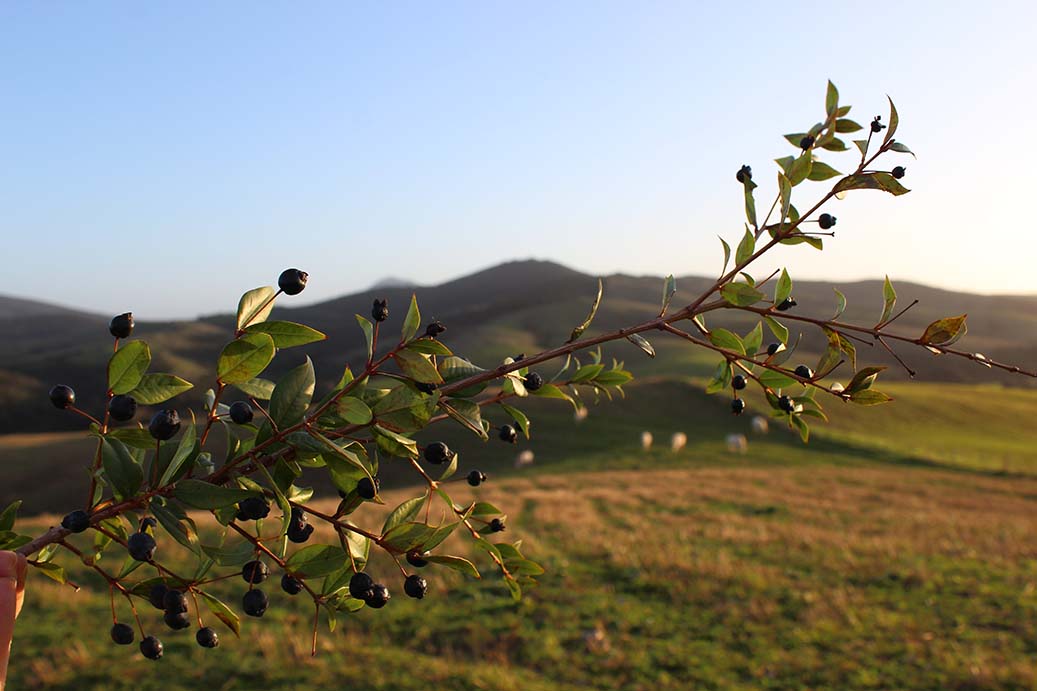 Tenuta Agricola Rio d’Astimini - Foto 11