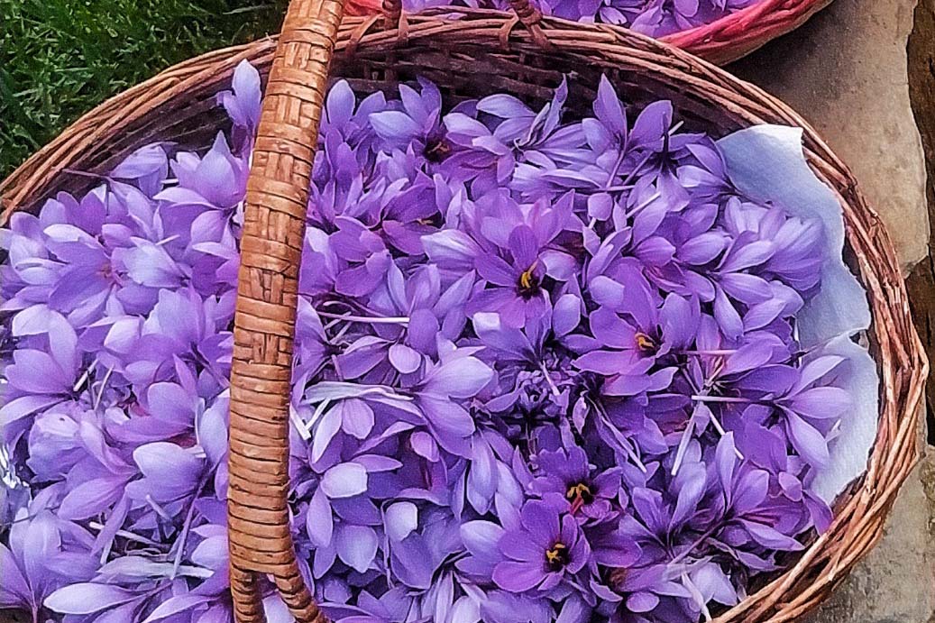 Tenuta Agricola Rio d’Astimini - Foto 13