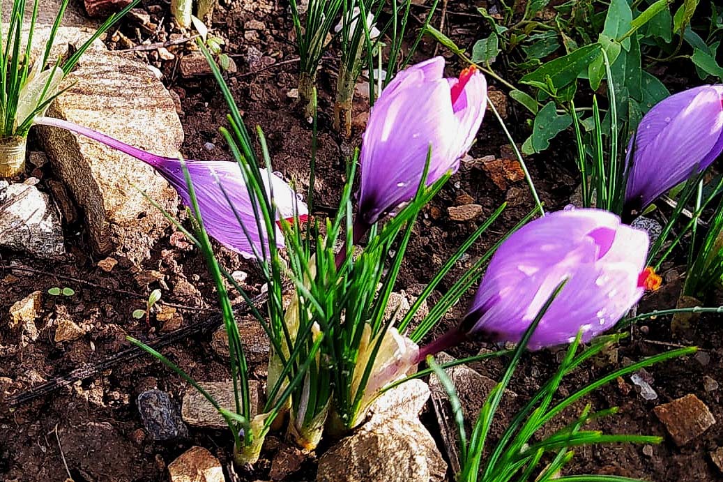 Tenuta Agricola Rio d’Astimini - Foto 15