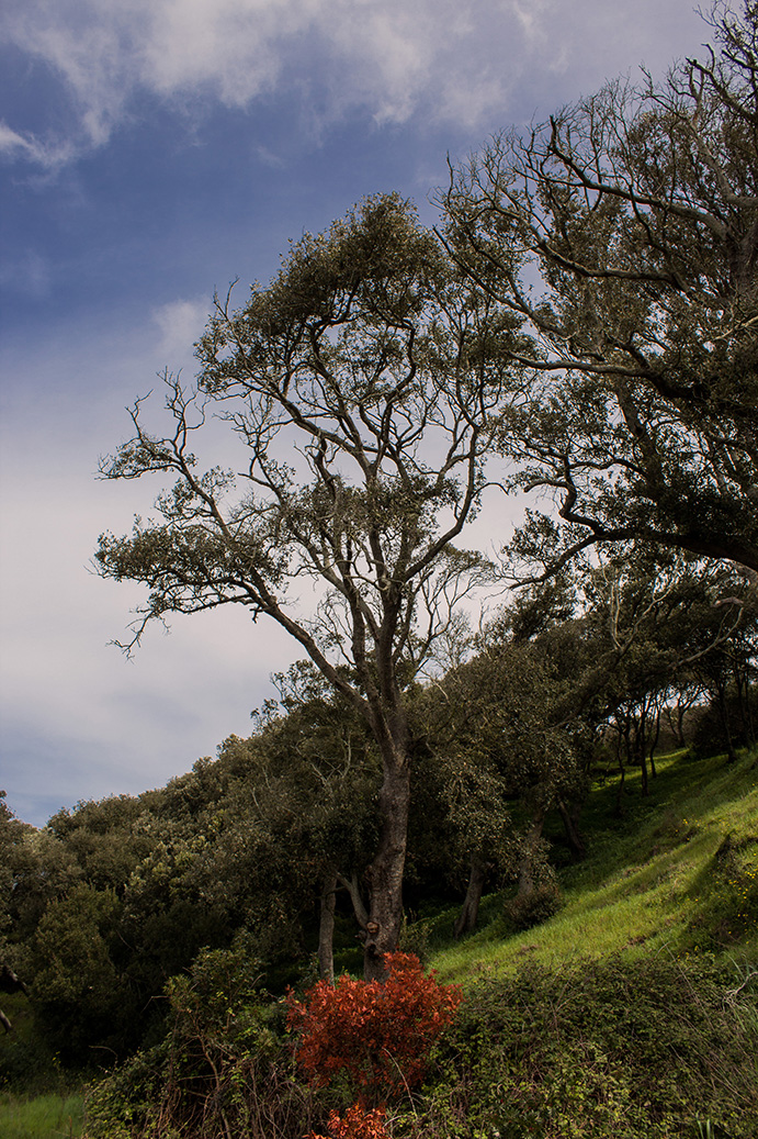 Tenuta Agricola Rio d’Astimini - Foto 1