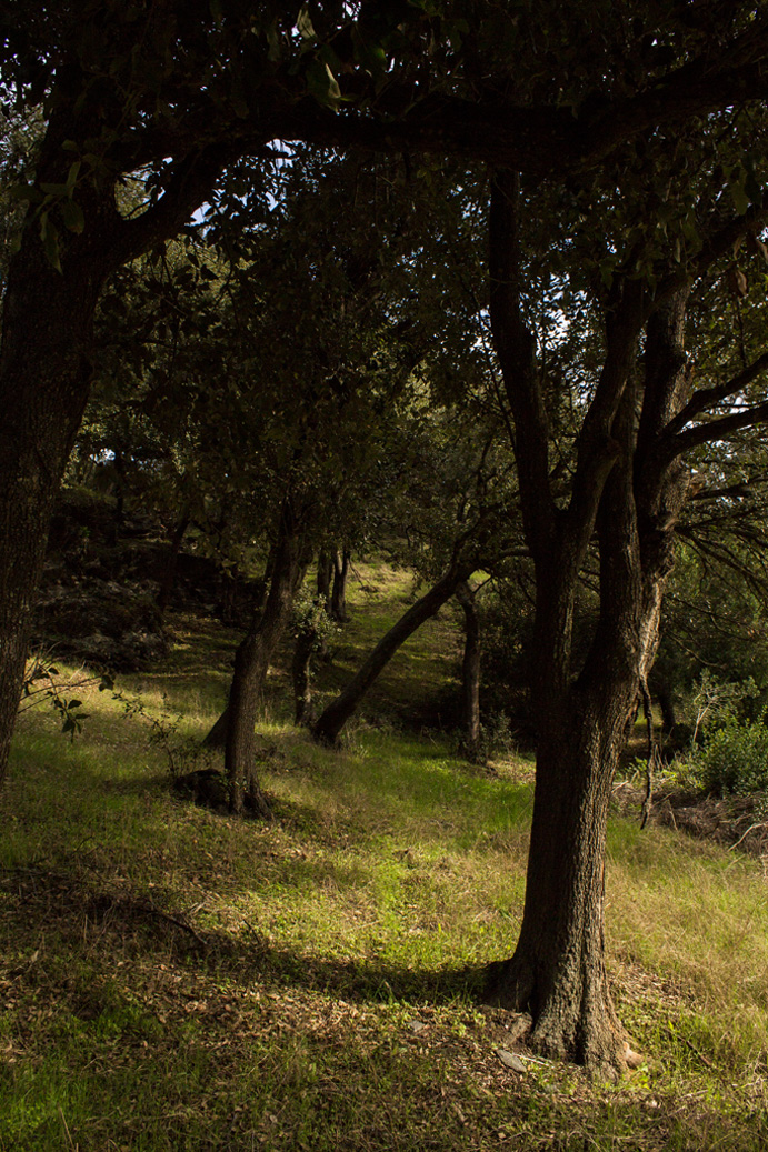 Tenuta Agricola Rio d’Astimini - Foto 2
