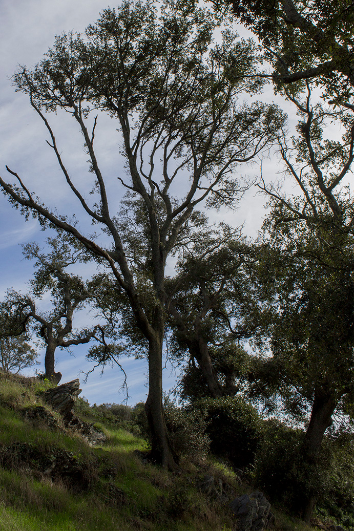 Tenuta Agricola Rio d’Astimini - Foto 3