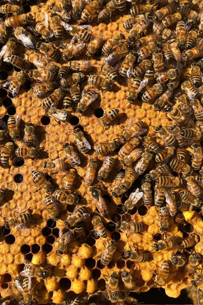 Tenuta Agricola Rio d’Astimini - Foto 9